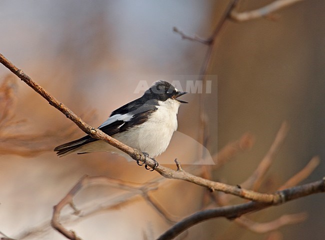 Bonte Vliegenvanger man zittend op tak; European Pied Flycatcher male perched on branch stock-image by Agami/Markus Varesvuo,