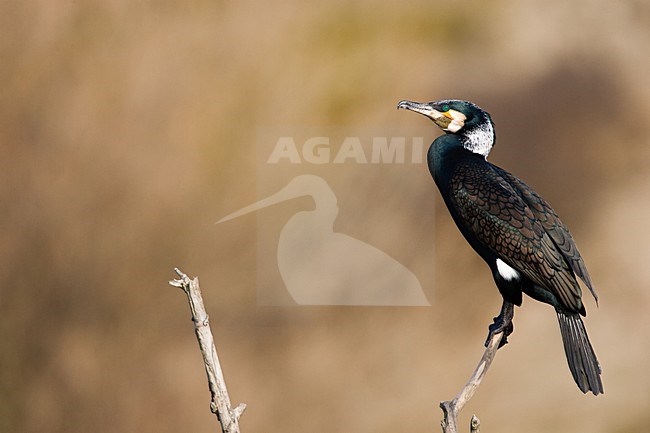 Volwassen Aalscholver zittend op tak; Adult Great Cormorant perched on branch stock-image by Agami/Menno van Duijn,