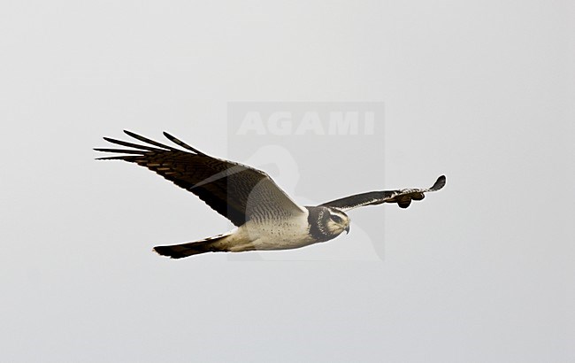 Buffon Kiekendief vliegend; Long-winged Harrier flying stock-image by Agami/Roy de Haas,