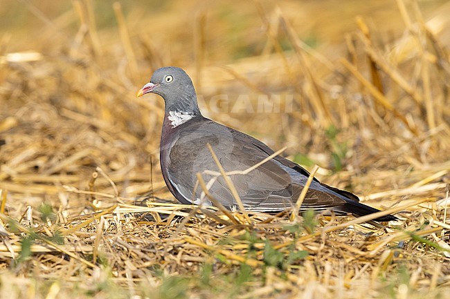 Common Wood Pigeon (Columba palumbus), side view of an adult standing on the ground, Campania, Italy stock-image by Agami/Saverio Gatto,