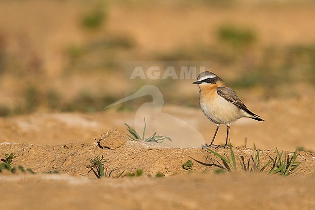 Northern Wheatear - Steinschmätzer - Oenanthe oenanthe, Morocco, adult male stock-image by Agami/Ralph Martin,