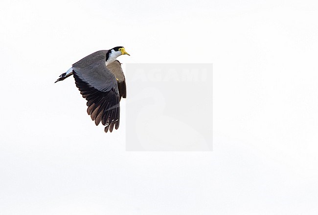 Masked Lapwing (Vanellus miles novaehollandiae) in Tawharanui Regional Park; Tawharanui Peninsula, New Zealand. stock-image by Agami/Marc Guyt,