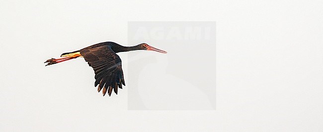 Adult Black Stork (Ciconia nigra) in flight with very early morning light on the Greek island Lesvos. stock-image by Agami/Marc Guyt,