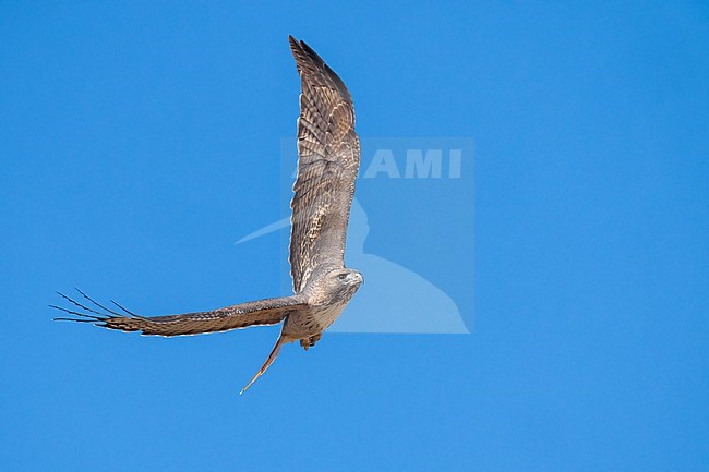 Adult
Santa Barbara Co., CA
November 2022 stock-image by Agami/Brian E Small,