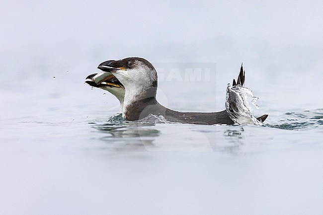 Wintering Razorbill (Alca torda) in Italy. Swimming in a harbour. stock-image by Agami/Daniele Occhiato,