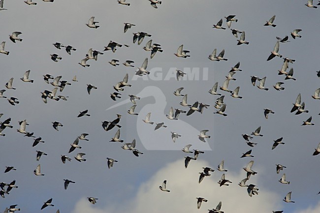 Houtduif vliegend; Common Wood Pigeon flying stock-image by Agami/Daniele Occhiato,