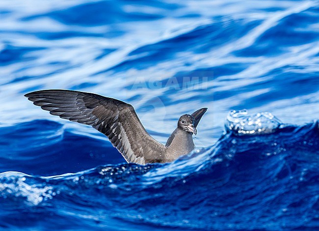 Flesh-footed Shearwater (Ardenna carneipes) at the pacific ocean off New Zealand. stock-image by Agami/Marc Guyt,