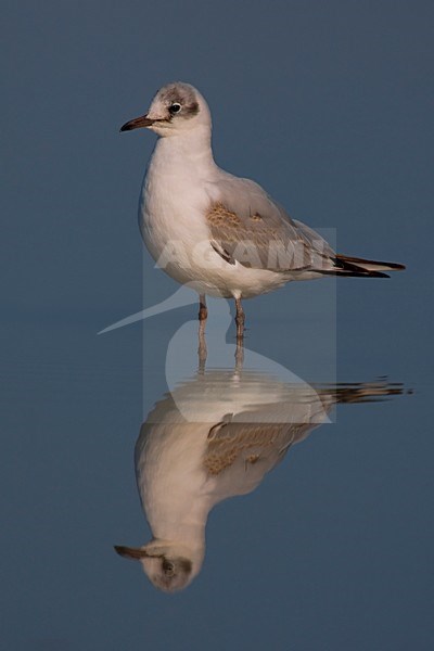 Kokmeeuw onvolwassen staand in water; Black-headed Gull juvenile perched in water stock-image by Agami/Daniele Occhiato,