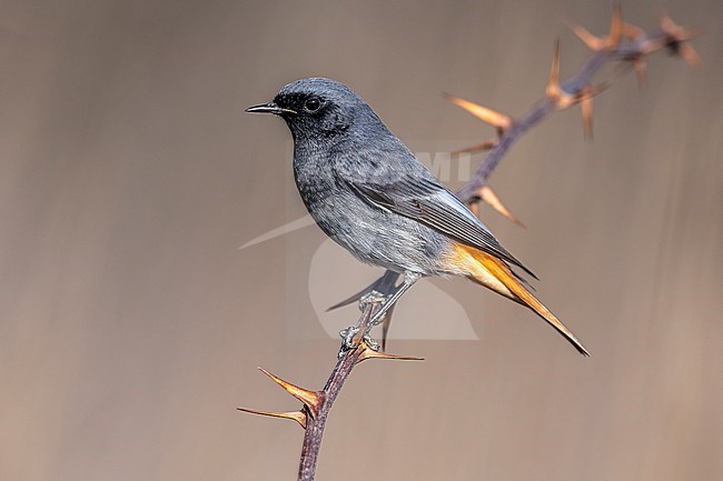 Adult male Western Black Redstart (Phoenicurus ochruros gibraltariensis) perched on a branch in Florence Airport, Tuscany, Italy. stock-image by Agami/Vincent Legrand,