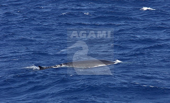 Gewone vinvis, Fin whale, Balaenoptera physalus stock-image by Agami/Hugh Harrop,