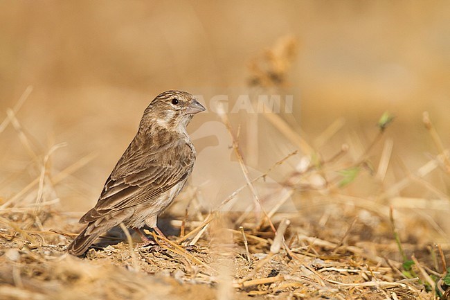 Yemen Serin - Jemengirlitz - Serinus menachensis, Oman stock-image by Agami/Ralph Martin,