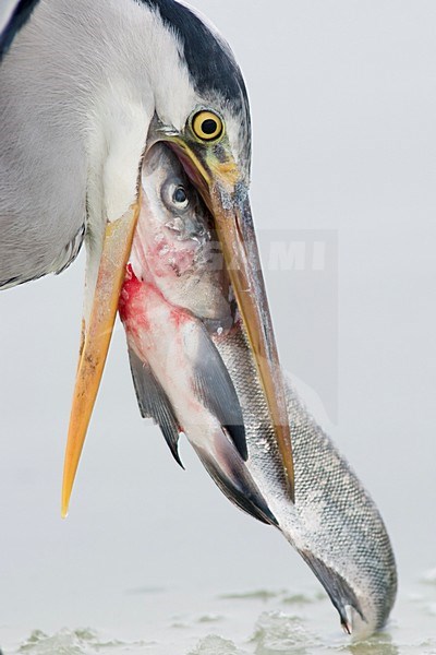 Blauwe Reiger beeldvullend met vis; Grey Heron close-up with fish stock-image by Agami/Bence Mate,