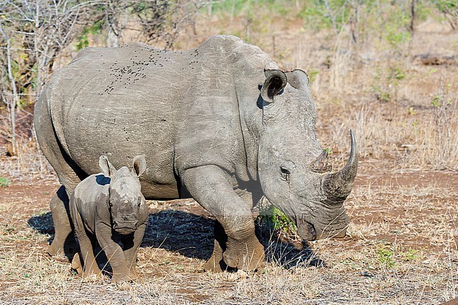 White Rhinoceros (Ceratotherium simum) mother and child walking at Kruger National Park in summer stock-image by Agami/Caroline Piek,