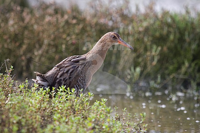 Ridgway's rail (Rallus obsoletus) in California. Carrying a transmittor. stock-image by Agami/Martijn Verdoes,