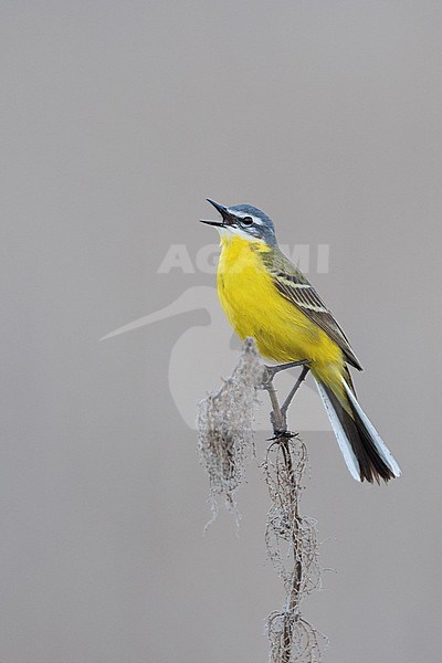 Sykes Wagtail - Schafstelze - Motacilla flava ssp. beema, Russia, adult male stock-image by Agami/Ralph Martin,