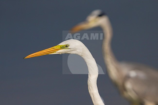 Grote Zilverreiger; Great White Egret stock-image by Agami/Daniele Occhiato,