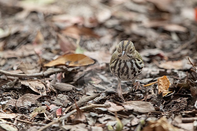 Ovenbird (Seiurus aurocapilla) walking on ground in Dry Tortugas, USA stock-image by Agami/Helge Sorensen,