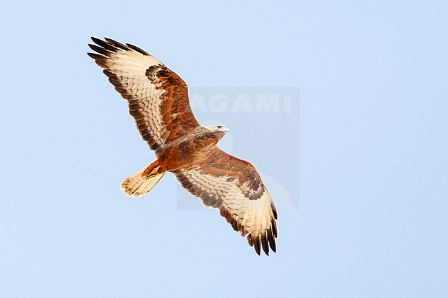 Dark rufous form Steppe Buzzard (Buteo buteo vulpinus) on migration over the Eilat Mountains, near Eilat, Israel stock-image by Agami/Marc Guyt,