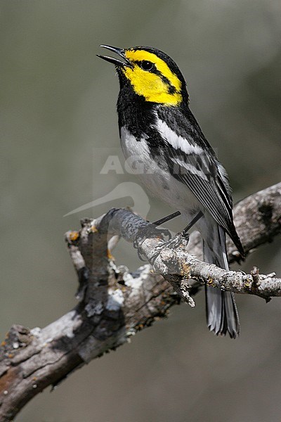 Adult male breeding
Kimble Co., TX
April 2006 stock-image by Agami/Brian E Small,