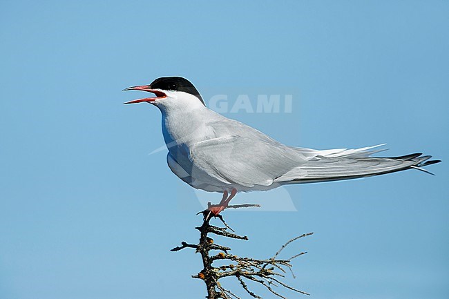 Adult breeding Arctic Tern (Sterna paradisaea) perched in a small tree near its nest on the tundra of Churchill, Manitoba, Canada. stock-image by Agami/Brian E Small,
