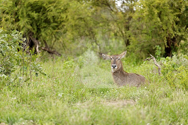 Waterbok liggend in het gras, Waterbuck laying in the grass, stock-image by Agami/Walter Soestbergen,