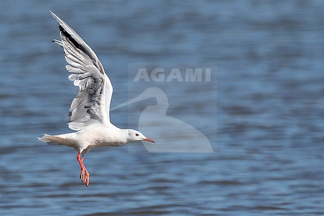 Slender-billed Gull (Chroicocephalus genei) during autumn migration in Ebro Delta, Spain stock-image by Agami/Marc Guyt,