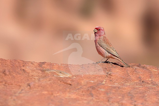 Adult female Sinai rosefinch (Carpodacus synoicus) sitting on a rock in Petra, Jordan. stock-image by Agami/Vincent Legrand,