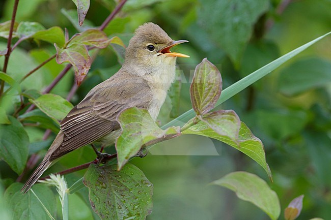 Orpheusspotvogel, Melodious Warbler stock-image by Agami/Daniele Occhiato,