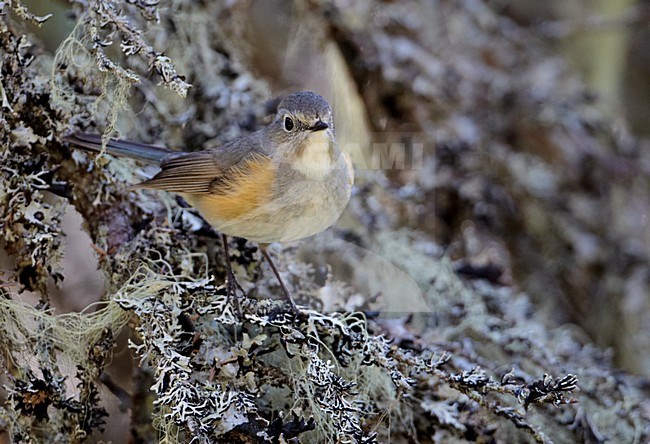 Mannetje Blauwstaart; Male Red-flanked Bluetail stock-image by Agami/Markus Varesvuo,