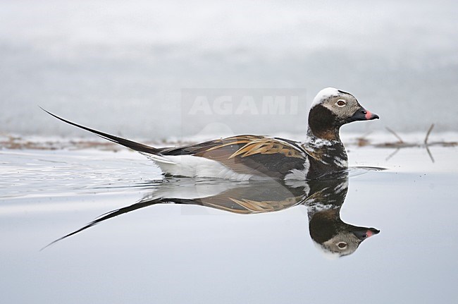 Long-tailed Duck male swimming; IJseend man zwemmend stock-image by Agami/Markus Varesvuo,