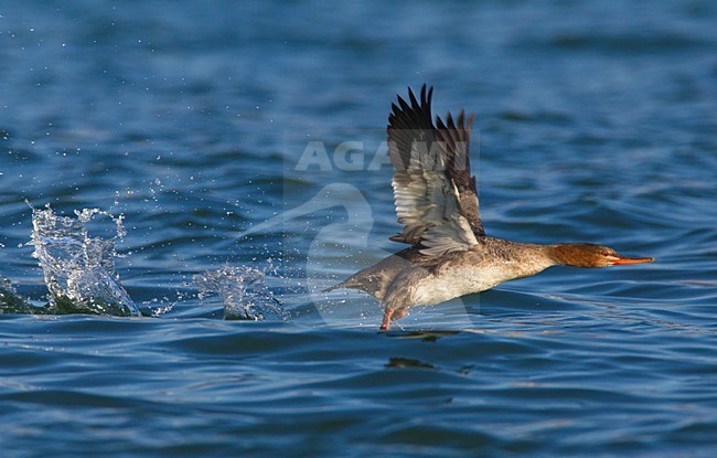 Vrouwtje Middelste Zaagbek in vlucht, Female Red-breasted Merganser in flight stock-image by Agami/Daniele Occhiato,