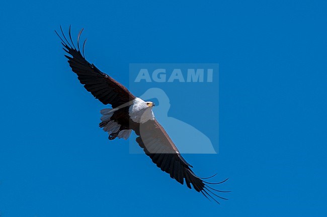 An African fish eagle, Haliaeetus vocifer, in flight. Okavango Delta, Botswana. stock-image by Agami/Sergio Pitamitz,