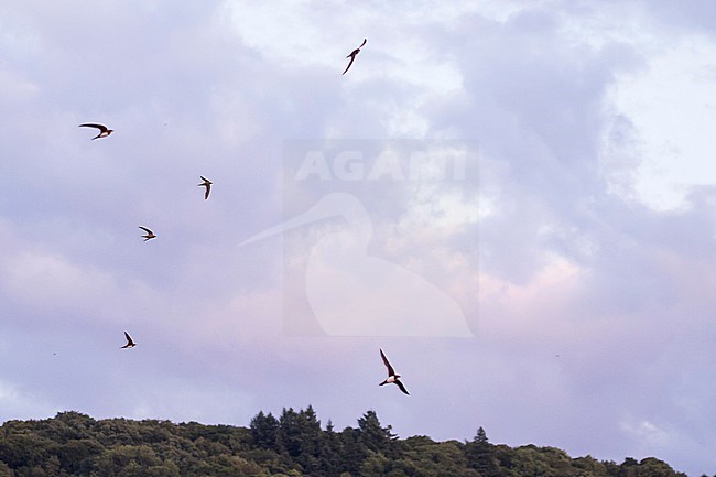 Alpine Swift - Alpensegler - Tachymarptis melba ssp. melba, Germany, adult stock-image by Agami/Ralph Martin,