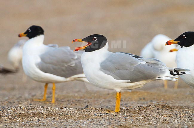 Pallas's Gull - Fischmöwe - Larus ichthyaetus, Oman, adult in summerplumage stock-image by Agami/Ralph Martin,