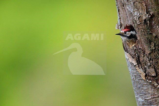 Voerende Kleine Bonte Specht; Feeding Lesser Spotted Woodpecker stock-image by Agami/Chris van Rijswijk,