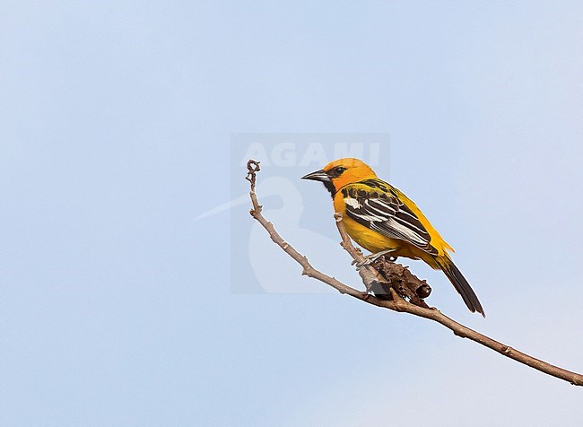 Streak-backed Oriole, Icterus pustulatus formosus, perched an a branch. stock-image by Agami/Nigel Voaden,