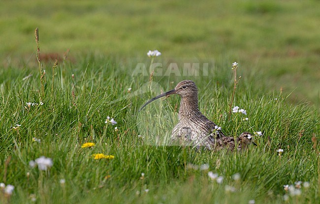 Adult Eurasian Curlew (Numenius arquata arquata) with chicks in a meadow in Scania, Sweden stock-image by Agami/Helge Sorensen,