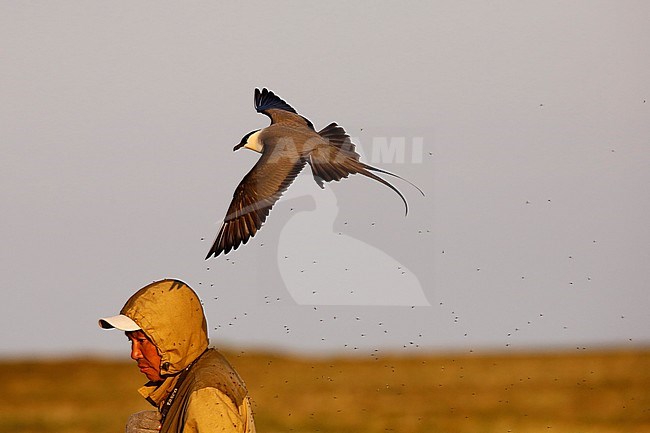 Adult Long-tailed Skua (Stercorarius longicaudus) in flight over the arctic tundra of the Indigirka delta in Russia. Attacking the local guide. stock-image by Agami/Chris van Rijswijk,