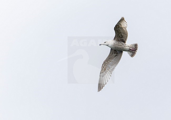 Second calendar year Vega Gull (Larus vegae) during early spring in Japan. stock-image by Agami/Marc Guyt,