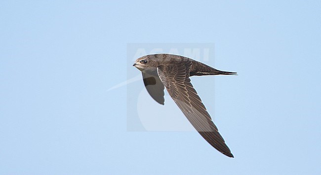 Common Swift (Apus apus) in flight during migration at Oland, Sweden stock-image by Agami/Arie Ouwerkerk,