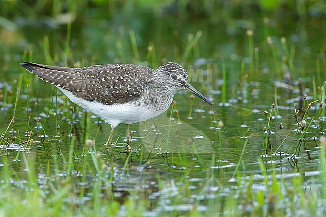 Adult breeding Solitary Sandpiper (Tringa solitaria) standing in a green colored marsh in Galveston, Texas, USA. stock-image by Agami/Brian E Small,