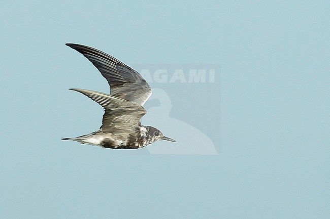 Adult American Black Tern (Chlidonias niger surinamensis) in transition from nonbreeding to breeding plumage.
Flying against blue sky at Galveston County, Texas, in April 2016. stock-image by Agami/Brian E Small,