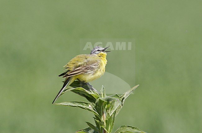 Blue-headed Wagtail perched on a plant, Gele Kwikstaart zittend op een plant stock-image by Agami/Karel Mauer,