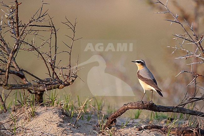 Adult male Northern Wheatear (Oenanthe oenanthe) in the southern dunes of Katwijk in the Netherlands. Standing guard in low scrub. stock-image by Agami/Marc Guyt,
