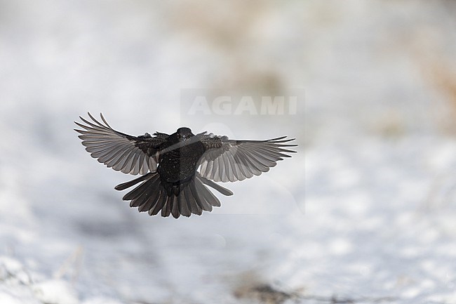 First-winter male Common Blackbird (Turdus merula) landing in snow at Rudersdal, Denmark stock-image by Agami/Helge Sorensen,