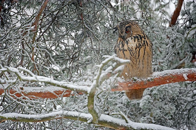 Eurasian Eagle Owl perched in snow covered tree; Oehoe zittend in besneeuwde boom stock-image by Agami/Markus Varesvuo,