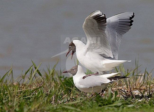 Parende Kokmeeuwen; Black-headed Gulls mating stock-image by Agami/Roy de Haas,