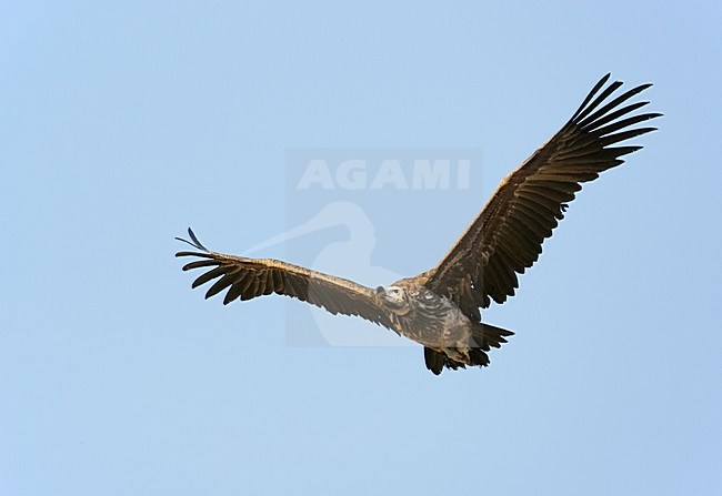 Oorgier in de vlucht; Lappet-faced Vulture in flight stock-image by Agami/Markus Varesvuo,