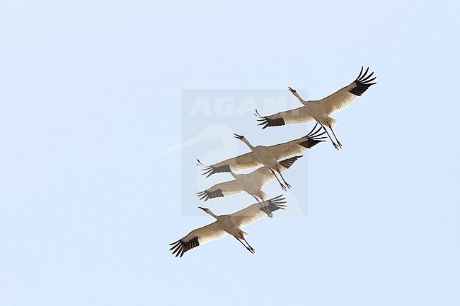 Ernstig bedreigde Siberische Witte Kraanvogels in Chinese overwinteringsgebied; CRITICALLY ENDANGERED Siberian Cranes (Leucogeranus leucogeranus) in Chinese wintering area stock-image by Agami/James Eaton,