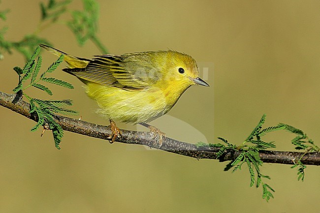 Adult female breeding
Galveston Co., TX
April 2005 stock-image by Agami/Brian E Small,